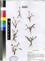 Image result for Floscopa africana