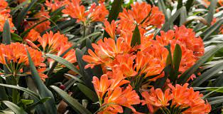In cooler climates it will flower in very late winter/early spring. Flowers That Bloom In Winter Hoselink