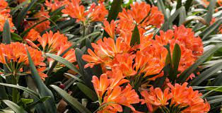 Check spelling or type a new query. Flowers That Bloom In Winter Hoselink