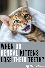Find out more about teething in kittens, and how to help them, here. When Do Bengal Kittens Lose Their Teeth Bengal Kitten Kittens Bengal Cat