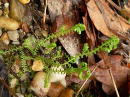 Image result for Selaginella auquieri