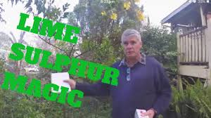 Spray on apples, pears, cherries, peaches, and plums to control canker. Lime Sulphur Magic Youtube