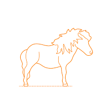 It may stand up to 107 cm (42 in) at the withers. Shetland Pony Dimensions Drawings Dimensions Com