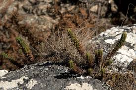 Image result for Anthospermum whyteanum