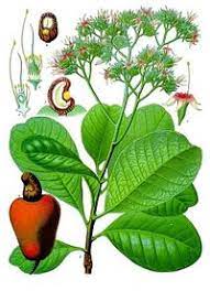 Nama saintifiknya ialah anacardium occidentale dan ia tergolong dalam keluarga anacardiaceae. Pokok Gajus Wikipedia Bahasa Melayu Ensiklopedia Bebas