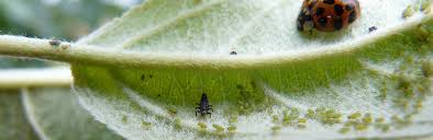 An integrated hvacd system by inspire transpiration solutions allows cannabis entrepreneurs to maximize the 4 pillars of success: Integrated Pest Management Uvm Extension Cultivating Healthy Communities The University Of Vermont