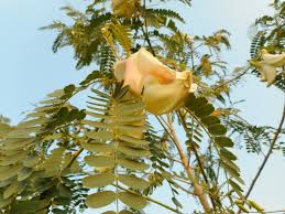 Image result for Sesbania grandiflora