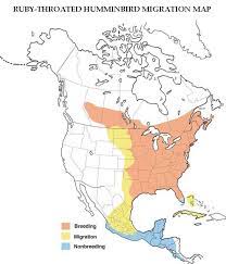 Early spring, from about mid to late march, is the mating season of hummingbirds. Hummingbird Migration Spring Fall Migration Information 2020 Map