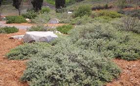 Image result for Pycreus nitidus