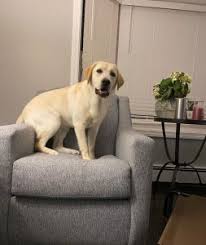 English labrador retriever pups white labrador puppies english white labs labrador retriever puppies white lab puppies. 8 Best Labrador Breeders In Southern California 2021 We Love Doodles