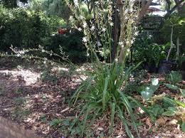 Image result for Chlorophytum africanum