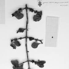 Image result for Ixora kalehensis