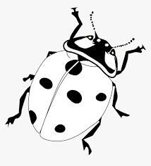 Check spelling or type a new query. Transparent Firefly Insect Png Realistic Ladybug Coloring Page Png Download Transparent Png Image Pngitem