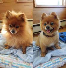 Dog Haircuts Pomeranian Dog Dog Lovers