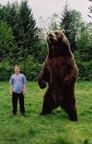 Black Bear Vs Grizzly Bear Size Difference Kodiak Brown Bears Bears Breeds Pictures Habitats Species Images Photos Grizzly Panda Polar Bear Kodiak Brown Asia Kodiak Bear Brown Bear Cute Polar Bear