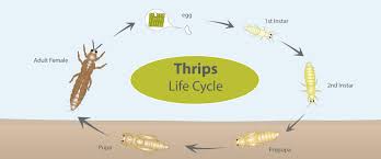 Image result for Onion Thrips
