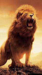 The Lion's Roar - things I have learnt (part 1) — Adonsonia Lodge