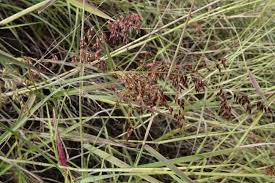 Image result for Melinis repens