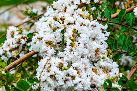 Image result for Lagerstroemia