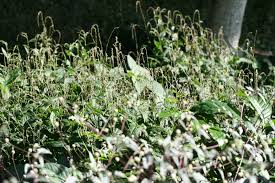 Image result for Petiveriaceae