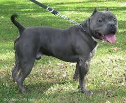 We did not find results for: American Bully Dog Breed Information And Pictures