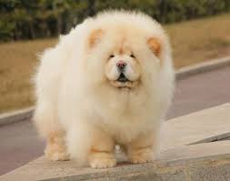 Black And White Fluffy Dog Breeds Chow Chow Big Fluffy Dogs Fluffy Dogs Chow Chow Puppy