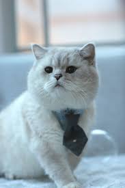 Pin By Khatijah Nubee On Little Munchkins In 2021 Cattery British Shorthair Kittens British Shorthair Cats