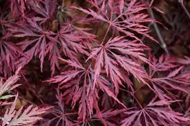 Japanese maple 'garnet' (acer palmatum dissectum 'garnet') | mygarden.org. Japanese Garden Plants Hgtv