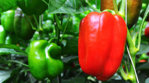 Growing bell peppers from seed gives you the most variety of bell peppers to choose from but is a more involved process. How To Grow Sweet Hydroponic Bell Peppers Nosoilsolutions