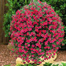 Beautiful Flowers Plants For Hanging Baskets Plants Hanging Plants