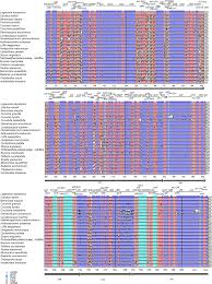 Image result for Lagenaria abyssinica