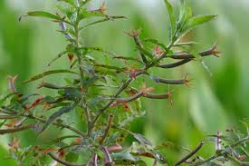 Image result for Ludwigia leptocarpa