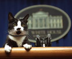 Услуги для домашних животных в marshfield, wisconsin. Joe Biden Will Unite Cat With Dogs Champ And Major As White House Pets