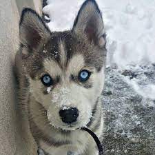 هاسكي جيرمن مالموت كلب كلاب جرو جراء تدريب روتوايلر بيتبول german dog dogs husky malamut alaska rottwiler trainer train ابداع فن مدر siberian husky husky dogs