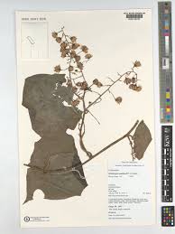 Image result for Mikaniopsis usambarensis