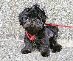 Black Shih Tzu The Black Lion Dog Black Shih Tzu Dogs Lion Dog