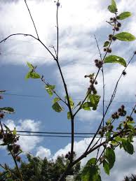 Image result for Triumfetta dekindtiana