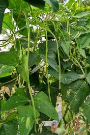 Posted december 29, 2020 by. How To Plant And Grow Black Eyed Peas Gardener S Path