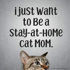 I Just Want To Be A Stay At Home Cat Mom Celebratingweakness Quotes Cat Funny Catmom Cat Mom Quotes Cat Quotes Funny Cat Mom
