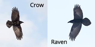 But the raven, sitting lonely on the placid bust, spoke only that one word, as if his soul in that one word he did outpour. Fun Facts Raven Or Crow Edmonton Area Land Trust
