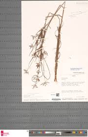 Image result for Cyperus tenuiculmis