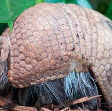 Science: Evidence Is Intelligence - Bulletproof Armadillos? 'Despite  Reports Of Bullets Ricocheting Off Armadillos (See 'News  Reports/References' Below) These Creatures Aren'T Bulletproof. Their Shells  Are Made Of Bony Plates Called Osteoderms That