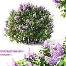 3d Lilac Flowering Plant Model 385 Free Download By Leo Nguyen Planting Flowers Lilac Bloom
