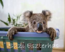 50 Off Sale Baby Koala Photo Baby Animal Nursery Art Print Etsy Baby Animal Nursery Art Baby Animal Nursery Baby Koala