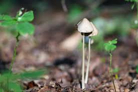 Image result for Conocybe lactea