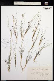 Image result for Burnatia enneandra