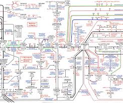 1 Parts Of The Metabolic Pathways Poster Download