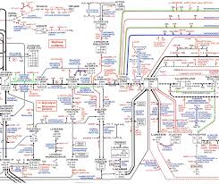 1 Parts Of The Metabolic Pathways Poster Download