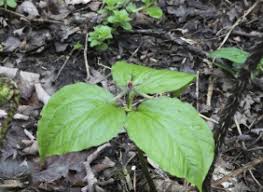 Image result for Aneilema pedunculosum