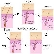 Of the three phases of hair growth, the anagen phase is the first. Hair Growth Cycle Village Dermatology
